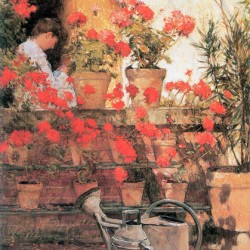 Red Geraniums